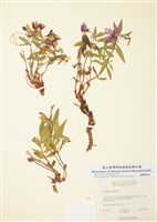 藏品(寬葉柳蘭)的圖片